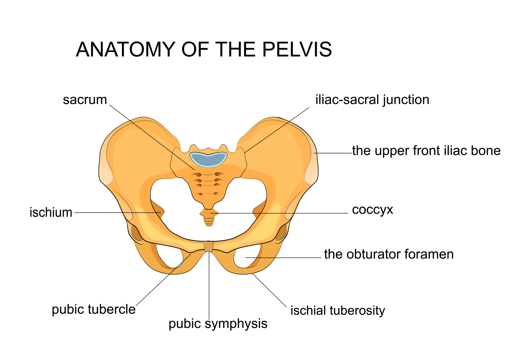 Anatomy Of The Pelvis Amazing Life Chiropractic And Wellness