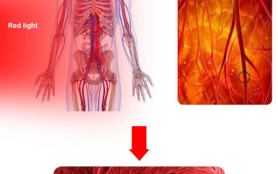How the Red Light Table Targets Fat Loss