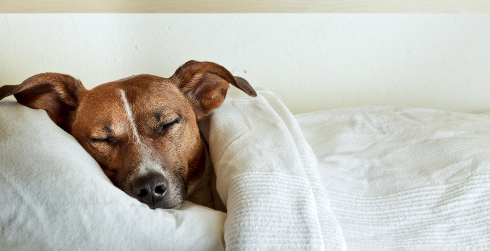 dog relaxing